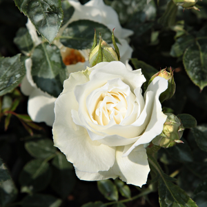 Rosa  White Magic - bijela  - floribunda ruže